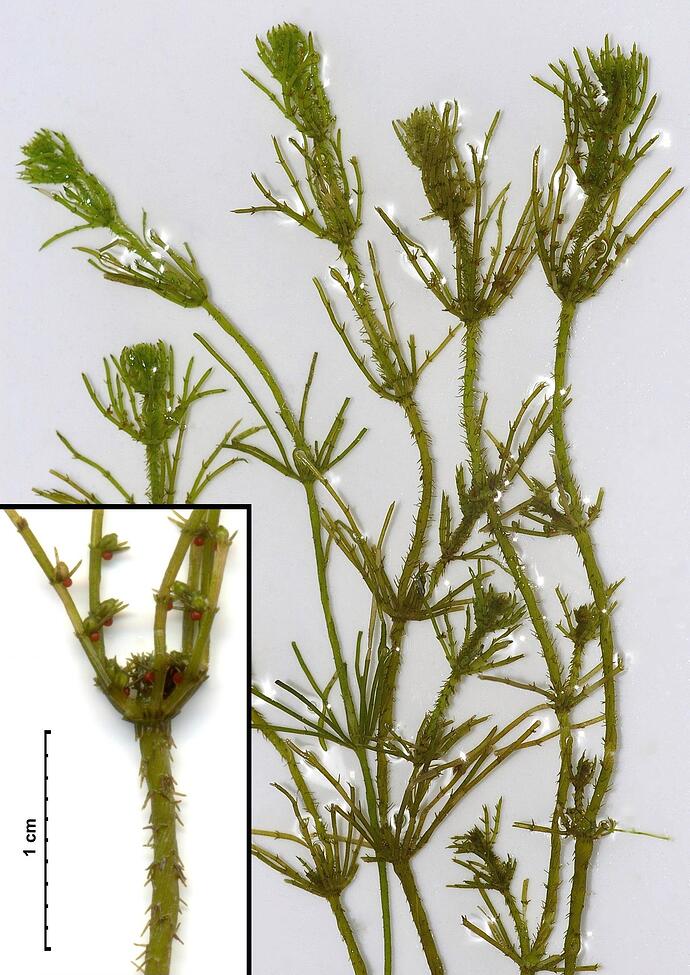 CharaHispida