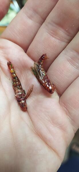 be444b5c7d086a0da219288943d6ad0f0c213318_2_1380x2992