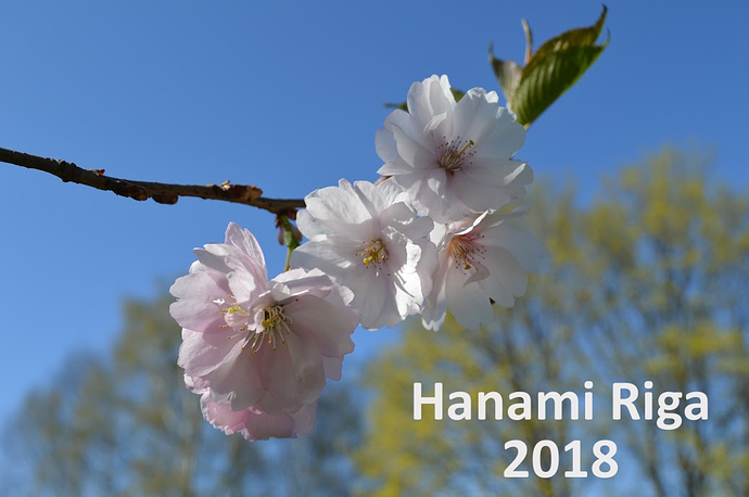 Hanami%202018