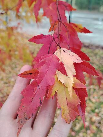 IMG_20251007_171504