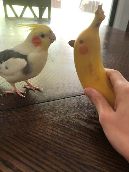 1000001254