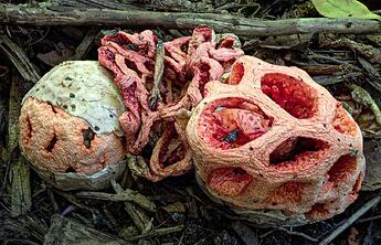 Basket_Stinkhorn-1275