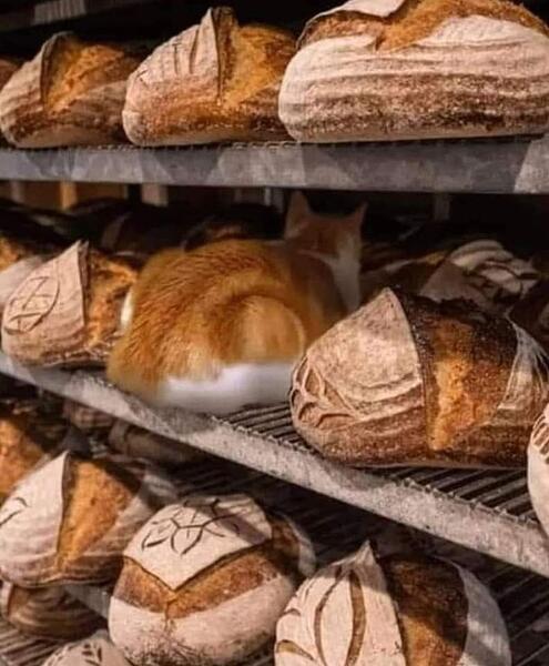 6fac234eb91e55d753bc1dcd37cad227