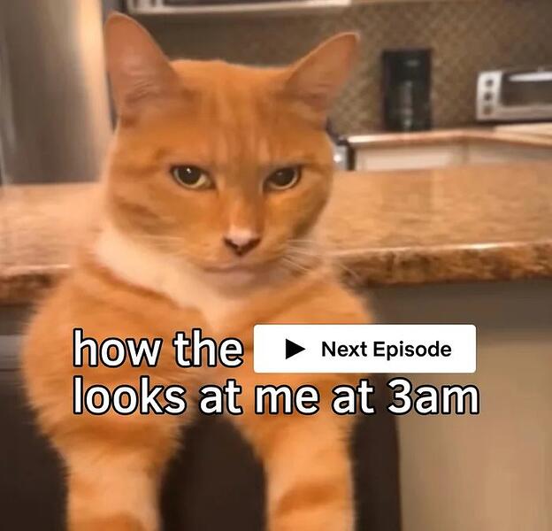 Cat-judging-my-life-choices-at-3am-1760688274233