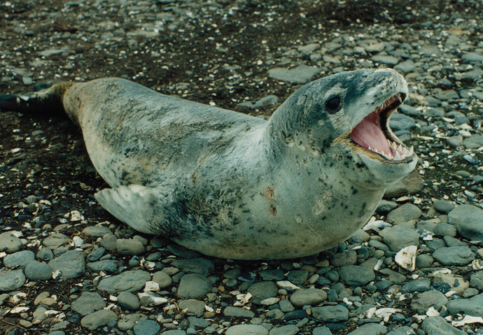 Leopard-seal