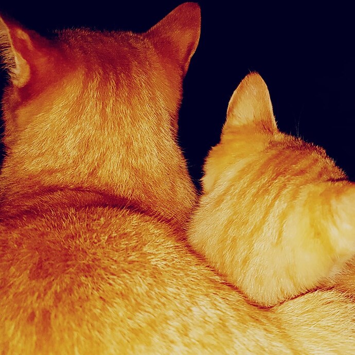 IMG_20181218_224409_867