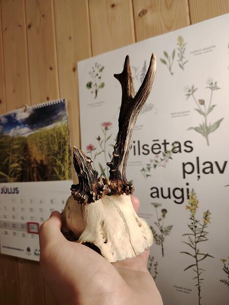 Cilvēka rokās tiek turēts brieža galvaskauss ar nelieliem ragiem, bet fonā ir redzams kalendārs un plakāts ar augu attēliem. (Captioned by AI)