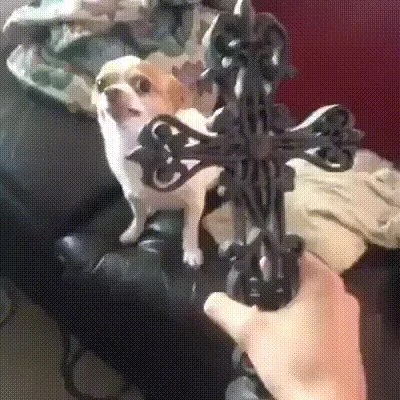 Chihuahua skatās uz cilvēka rokā turētu lielu, melnu krustu. (Captioned by AI)